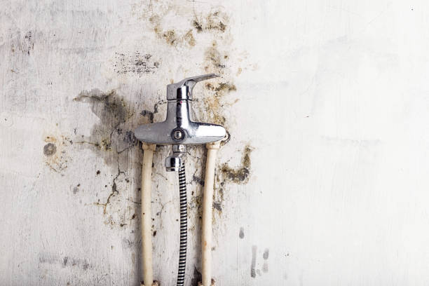 Office Mold Removal Services in Paragould, AR