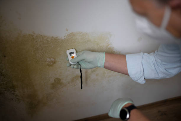 Best Mold Testing  in Pagould, AR