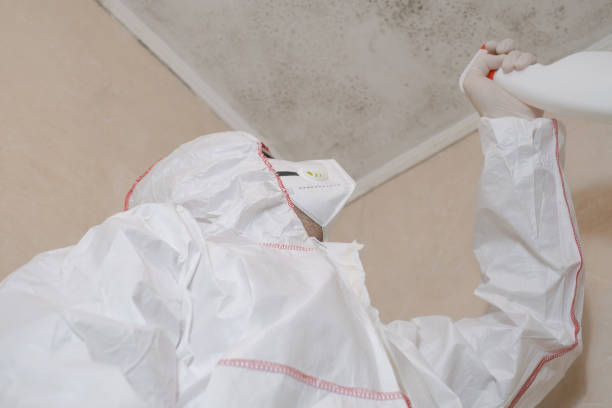 Best Black Mold Removal  in Pagould, AR