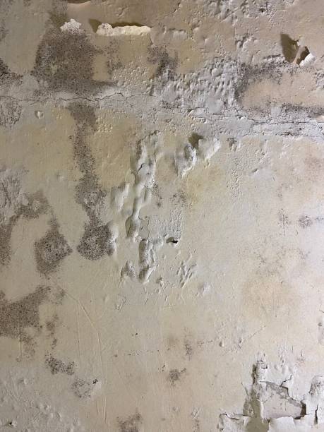 Best Office Mold Removal Services  in Pagould, AR