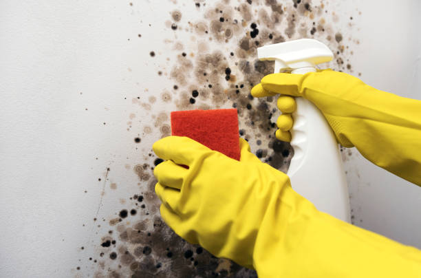 Best Local Mold Removal Service  in Pagould, AR