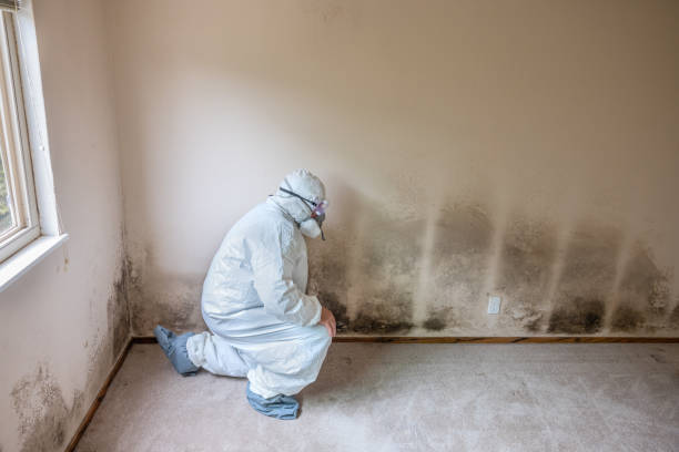 Best Attic Mold Removal  in Pagould, AR